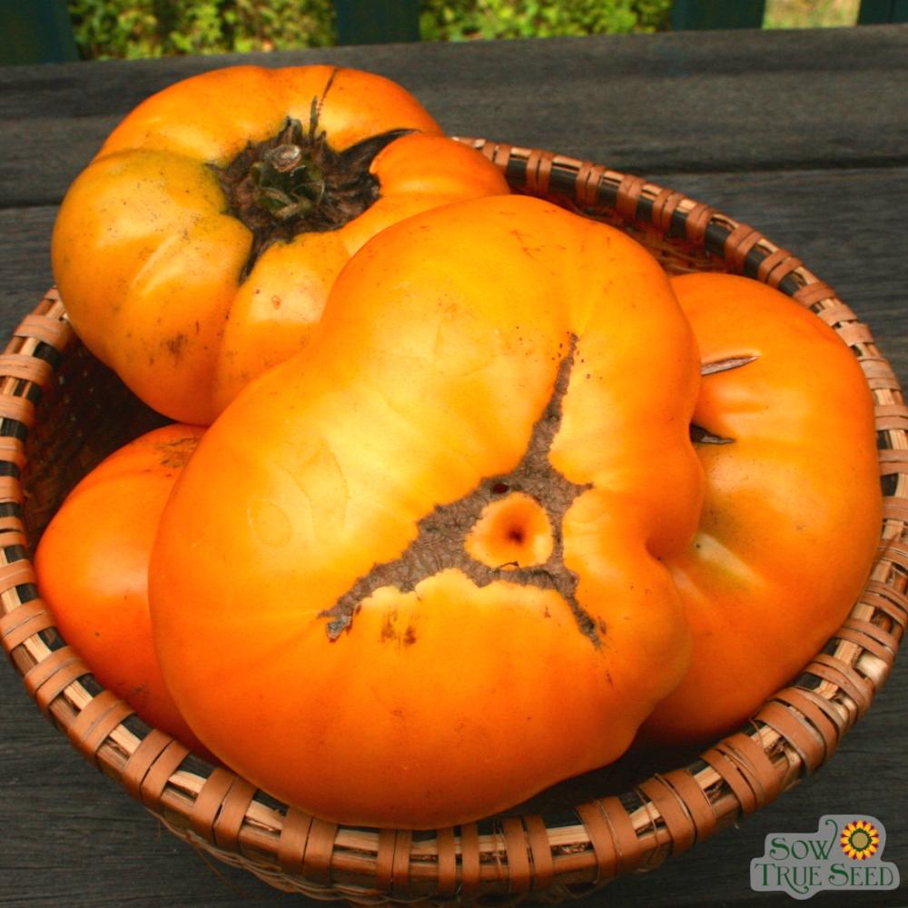 Slicing Tomato Seeds - Brandywine Yellow, ORGANIC