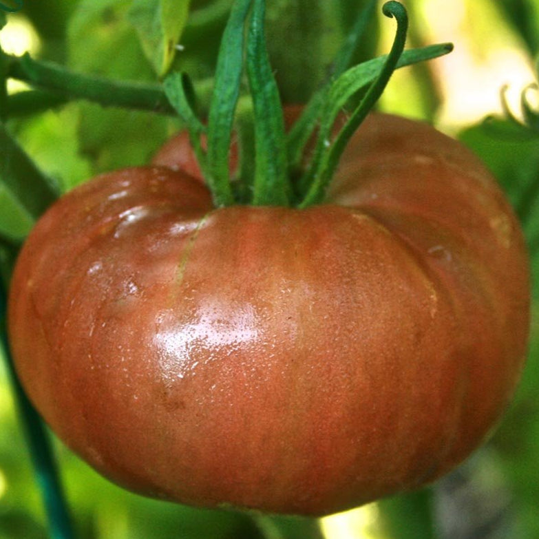 Slicing Tomato - Pink Brandywine, ORGANIC - Sow True Seed