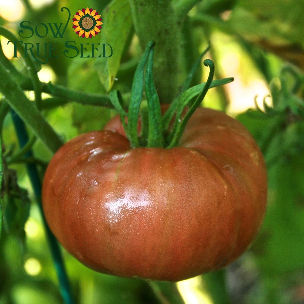 Brandywine Pink Potato Leaf Tomato Seed - Heirloom
