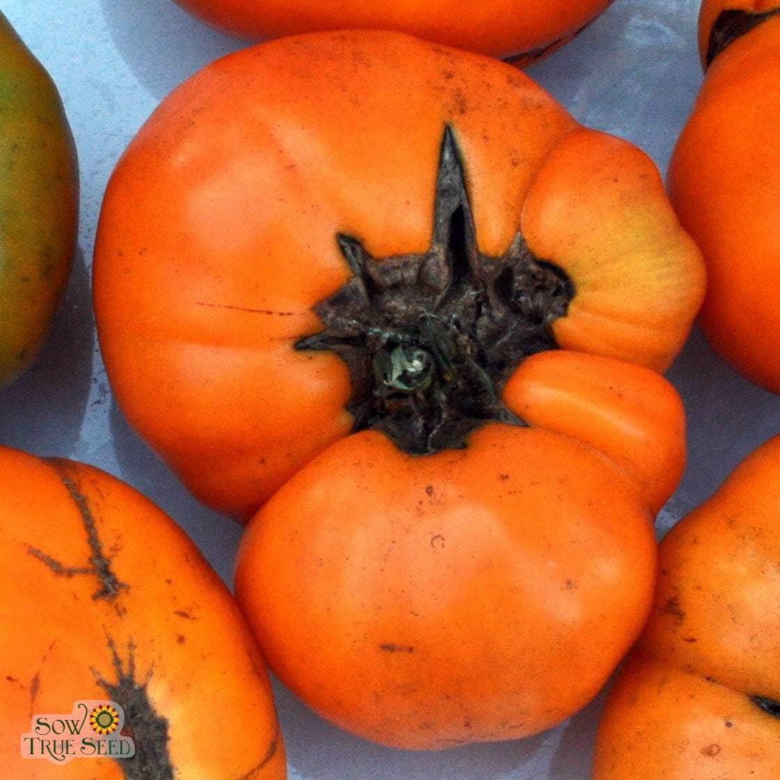 Slicing Tomato Seeds - Brandywine Yellow, ORGANIC - Sow True Seed
