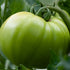 Slicing Tomato Seeds - Cherokee Green, ORGANIC