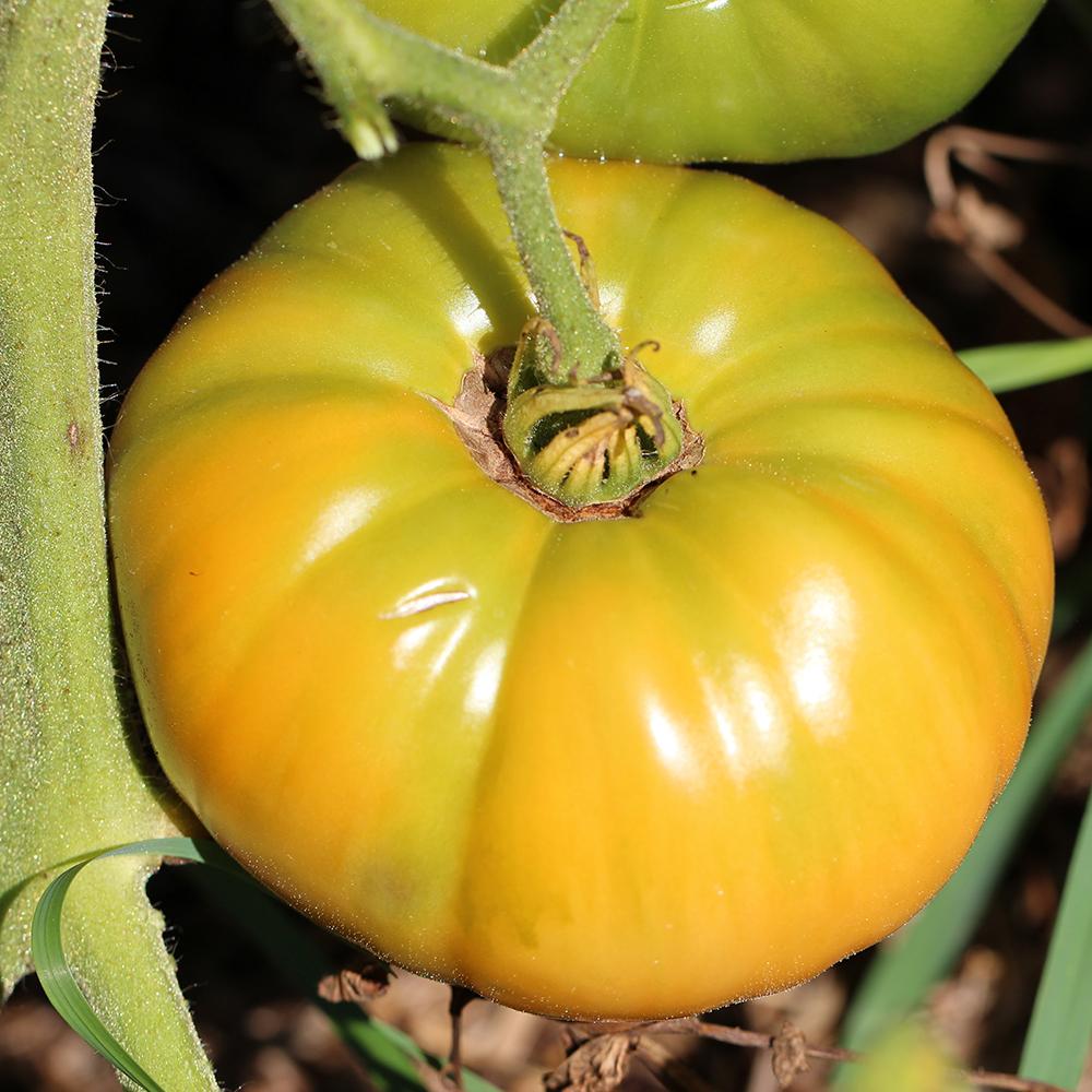 Slicing Tomato Seeds - Dr. Wyche's, ORGANIC - Sow True Seed