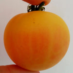 Slicing Tomato Seeds - Garden Peach, ORGANIC - Sow True Seed