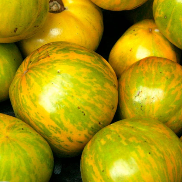 Slicing Tomato seeds - Green Zebra | ORGANIC | Indeterminate – Sow