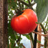 Slicing Tomato Seeds - Hillbilly, ORGANIC