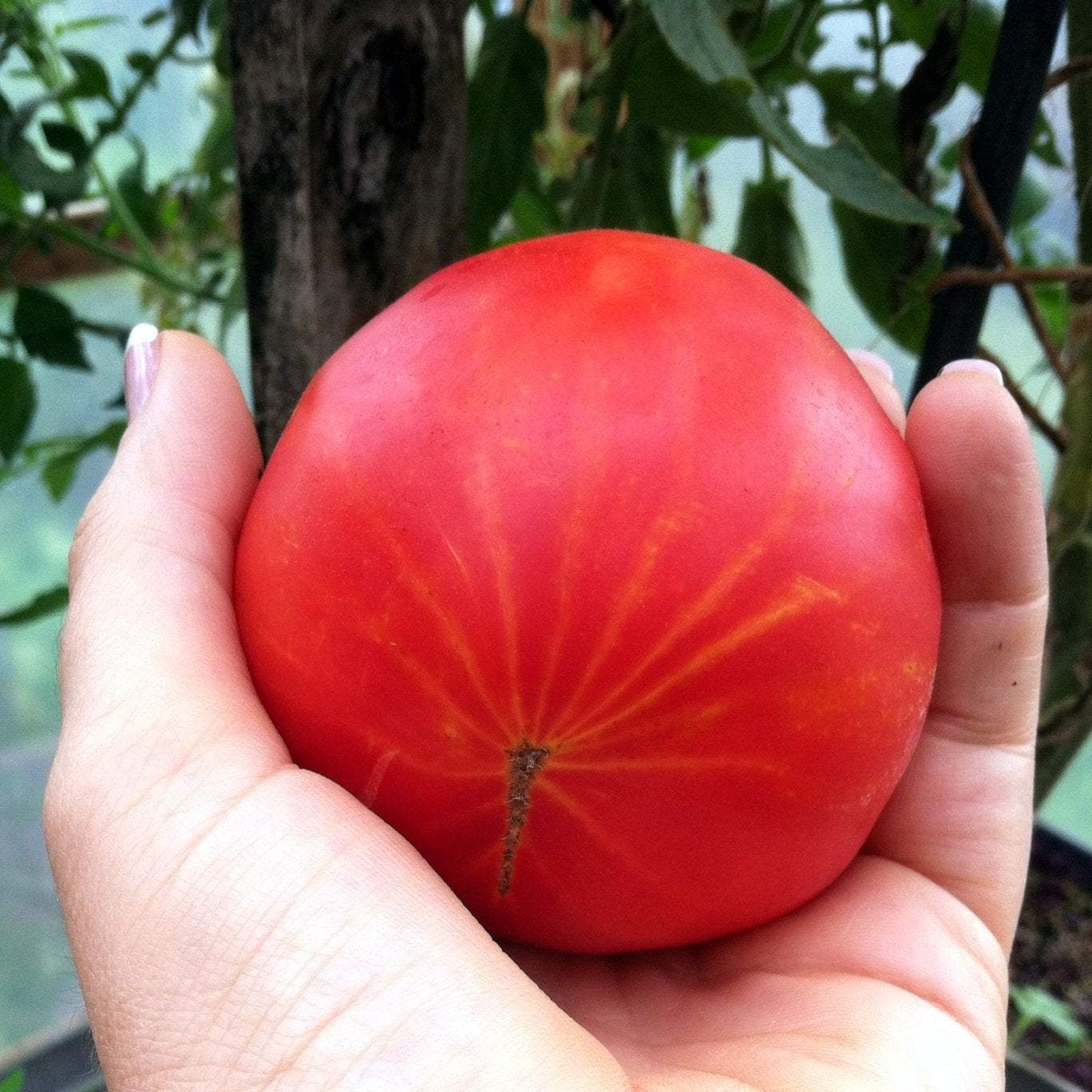 Slicing Tomato Seeds - Hillbilly, ORGANIC - Sow True Seed