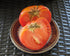 Slicing Tomato Seeds - Jeff Davis