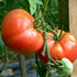 Slicing Tomato Seeds - Mortgage Lifter