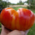 Slicing Tomato - Mr. Stripey - Sow True Seed