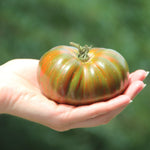Slicing Tomato - Paul Robeson - Sow True Seed
