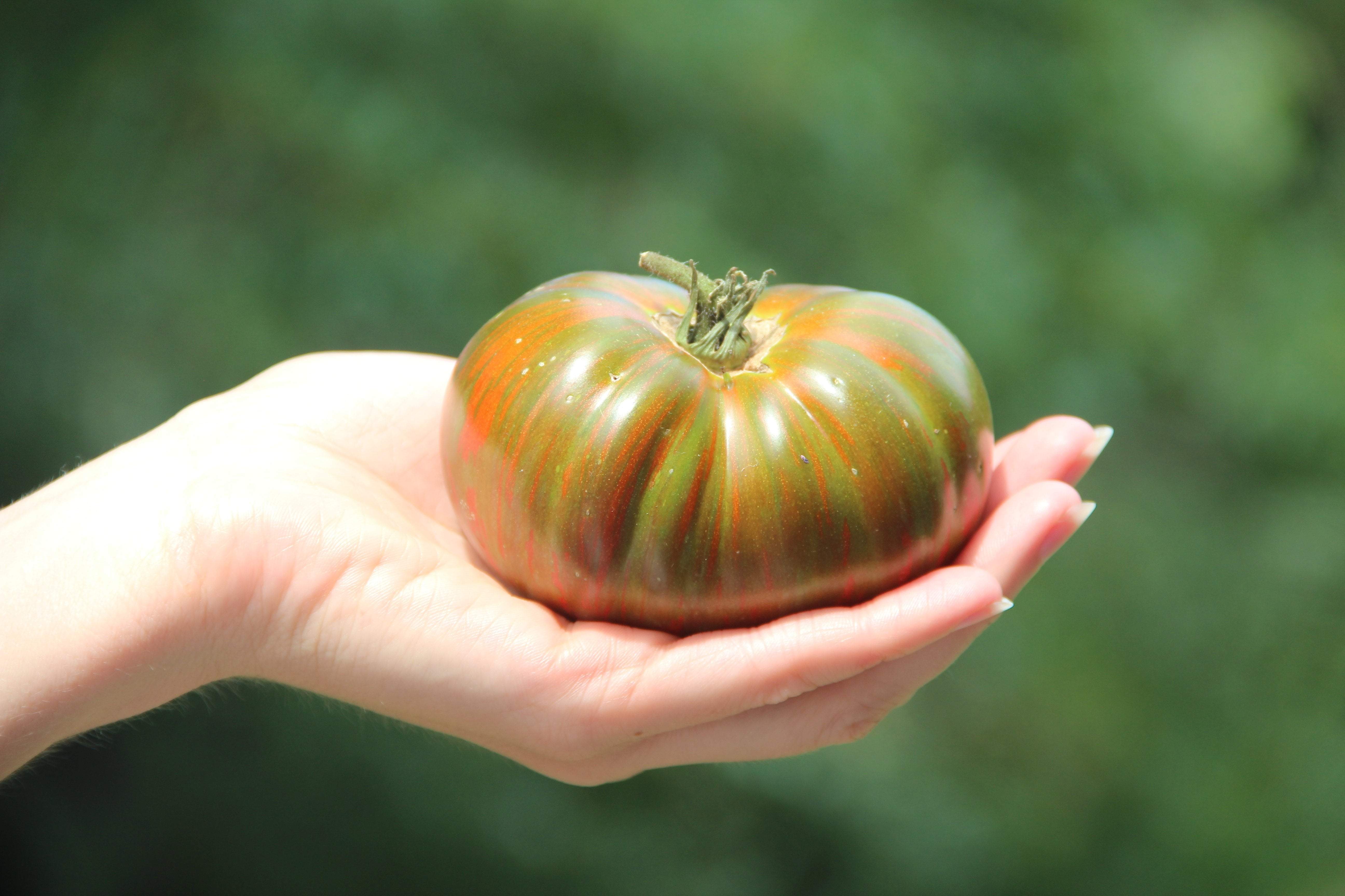 Slicing Tomato - Paul Robeson - Sow True Seed