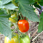 Paste Tomato Seeds - Roma - Sow True Seed