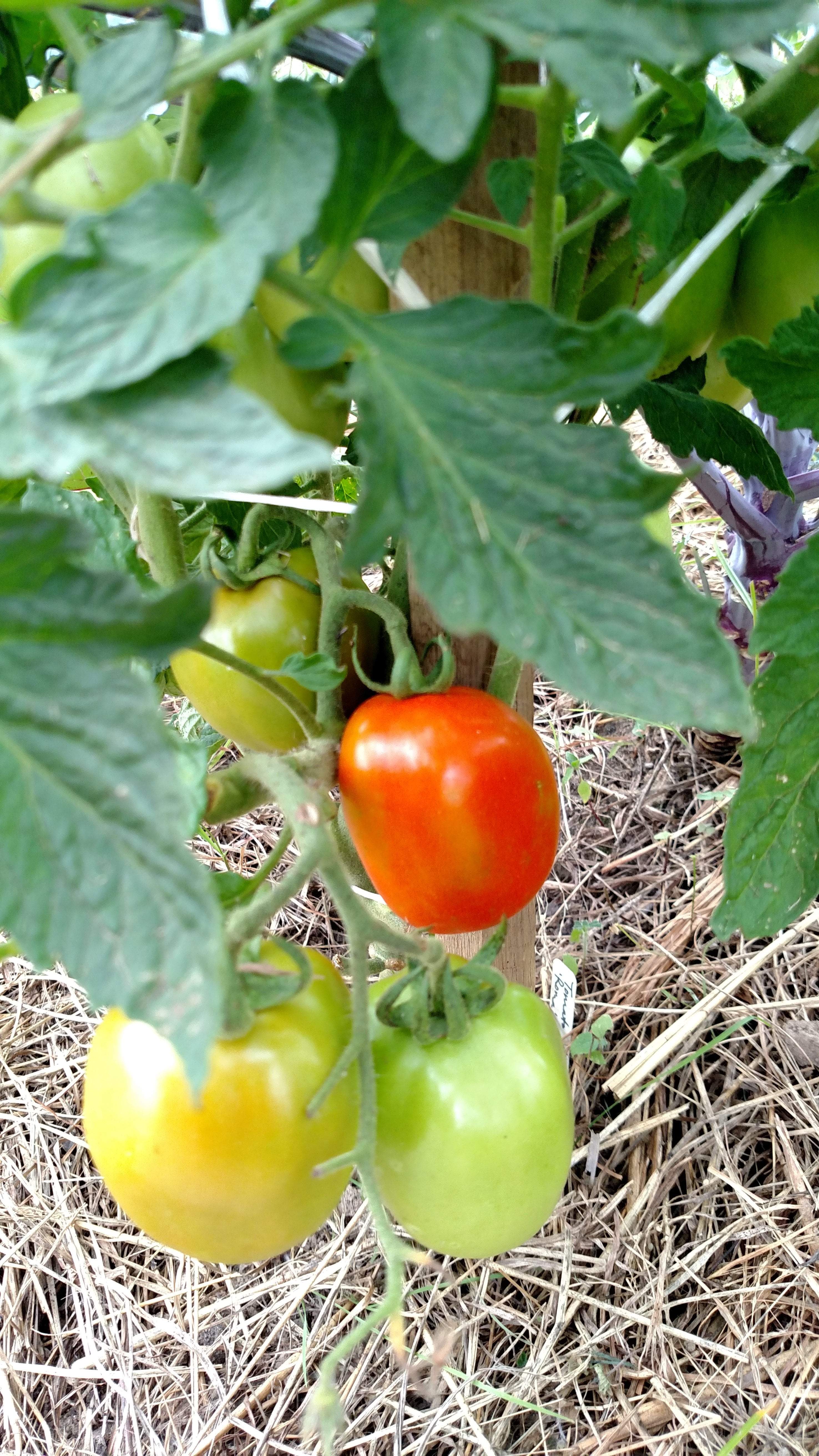 Paste Tomato Seeds - Roma - Sow True Seed