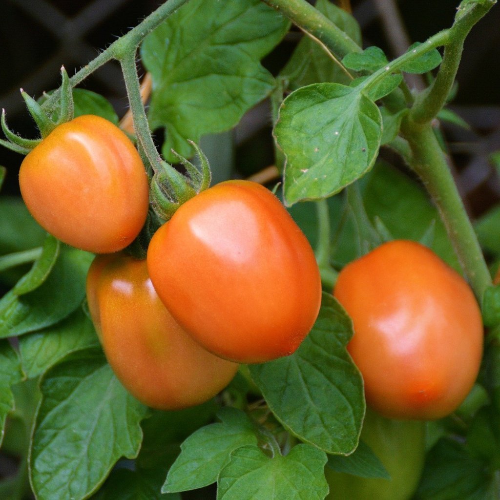 Paste Tomato Seeds - Roma - Sow True Seed