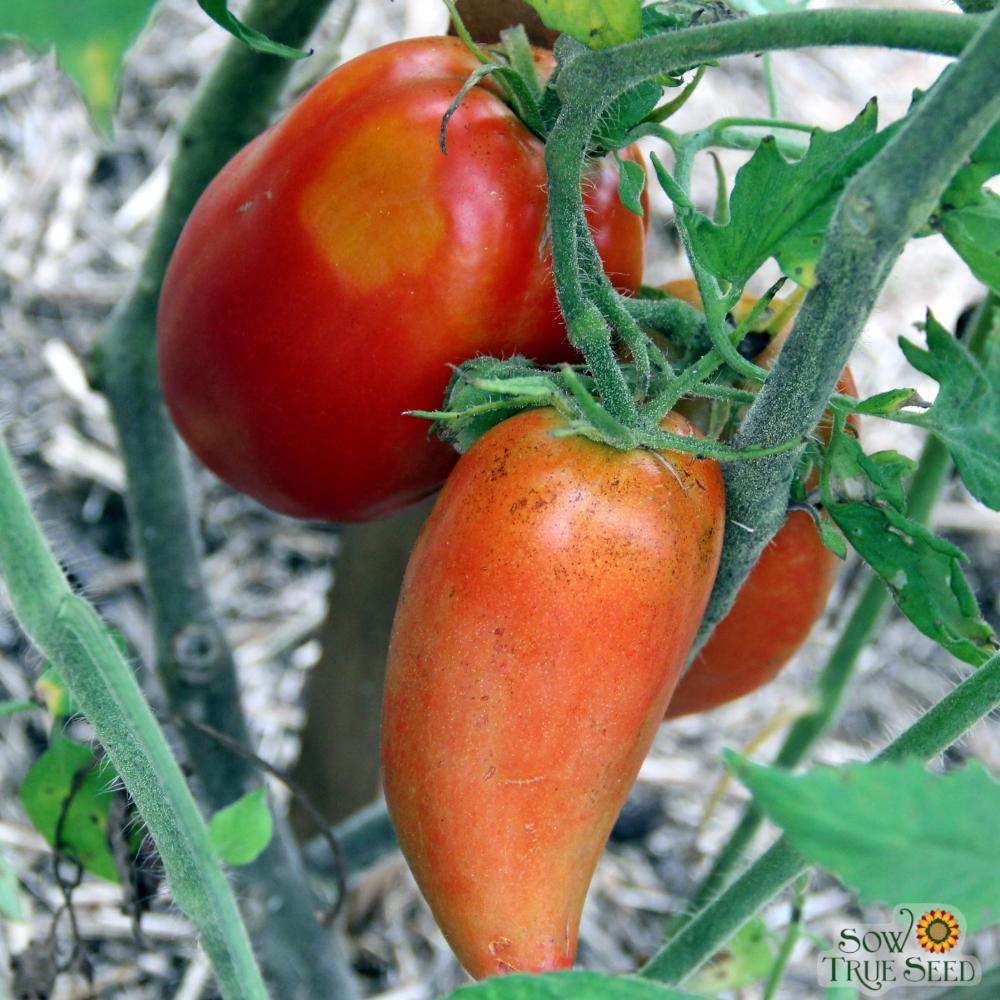 Paste Tomato Seeds - San Marzano - Sow True Seed