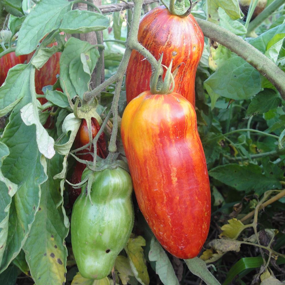 Paste Tomato Seeds - Speckled Roman, ORGANIC - Sow True Seed