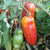 Paste Tomato Seeds - Speckled Roman, ORGANIC - Sow True Seed