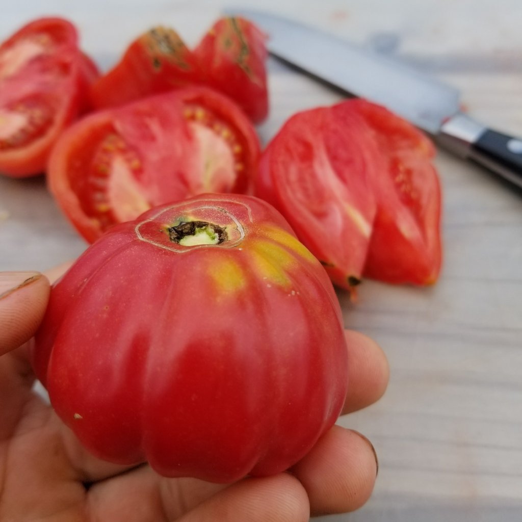 Slicing Tomato - Zapotec Pleated - Sow True Seed