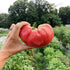 Slicing Tomato Seeds - Big Momma