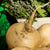 Turnip - Golden Globe, ORGANIC - Sow True Seed