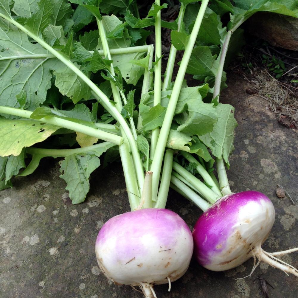 Turnip - Purple Top White Globe, ORGANIC - Sow True Seed