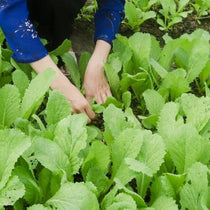Turnip - Seven Top, Organic - Sow True Seed