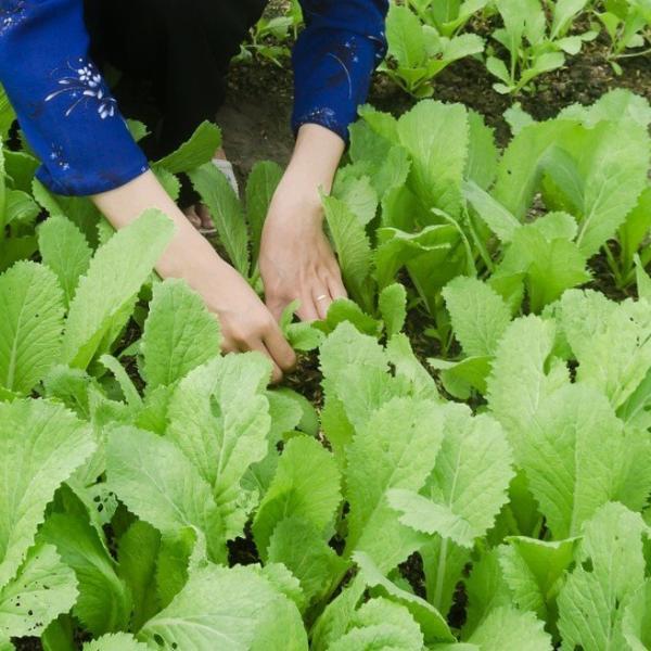 Turnip - Seven Top, Organic - Sow True Seed