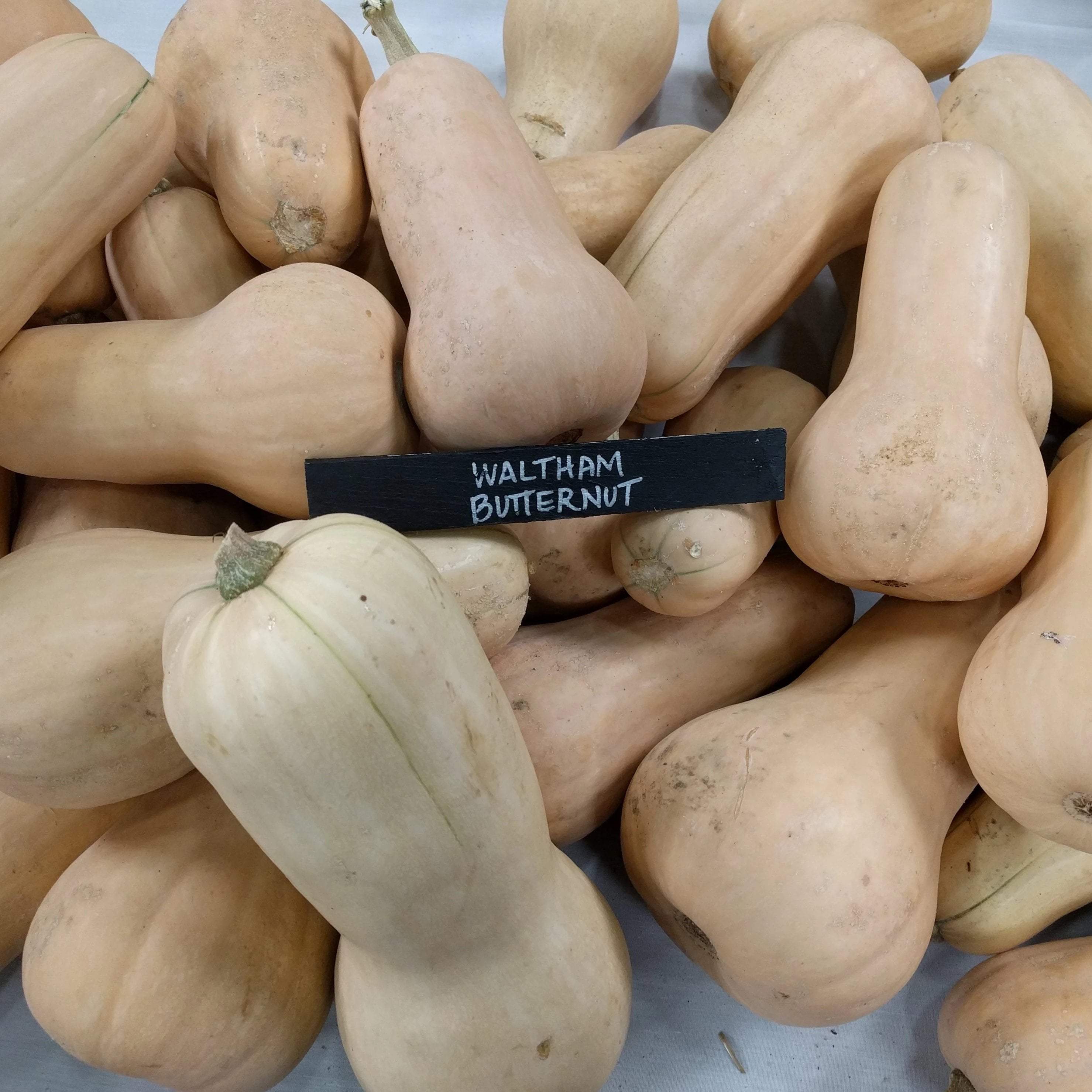 Winter Squash - Waltham Butternut - Sow True Seed