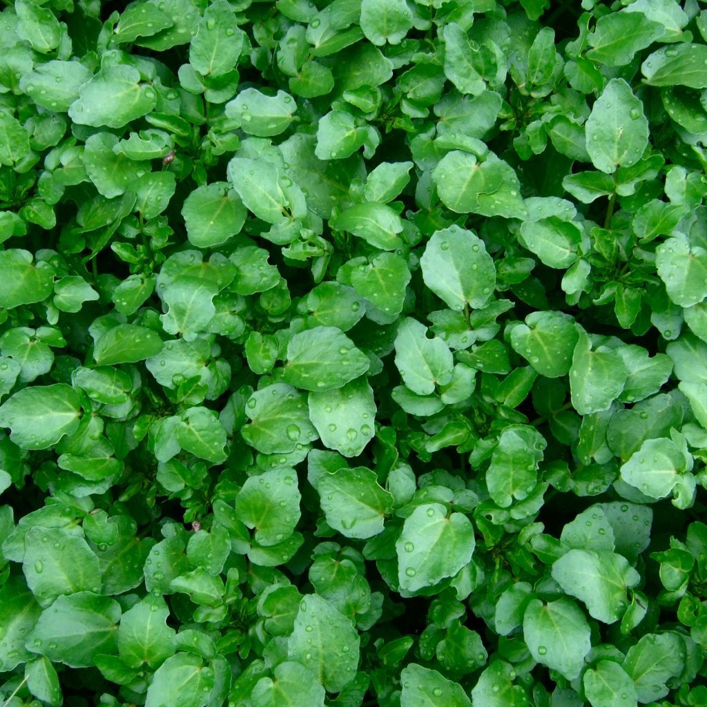 Cress Seeds - Watercress