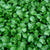 Cress - Watercress - Sow True Seed