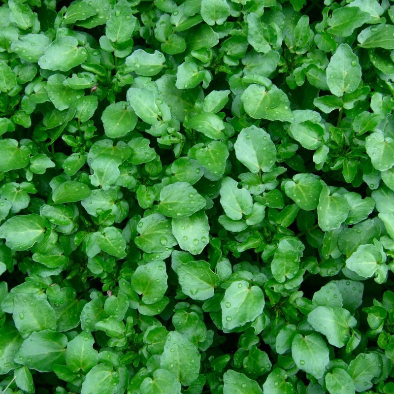 Todd's Seeds - True Water Cress Seeds for Fresh and Flavorful Greens