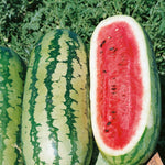 Watermelon - Georgia Rattlesnake - Sow True Seed