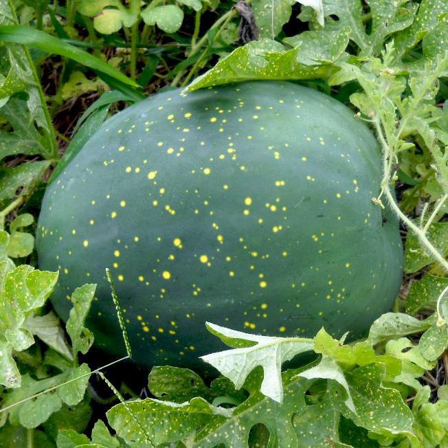 Watermelon - Moon and Stars Red - Sow True Seed