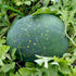 Watermelon Seeds - Moon and Stars Red