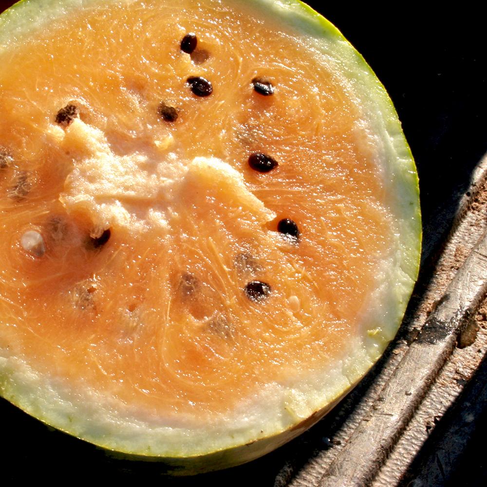 Watermelon - Mountain Sweet Yellow, ORGANIC - Sow True Seed