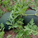 Watermelon - Sugar Baby, ORGANIC - Sow True Seed