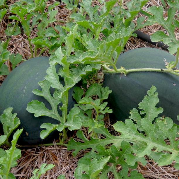 Watermelon - Sugar Baby, ORGANIC - Sow True Seed