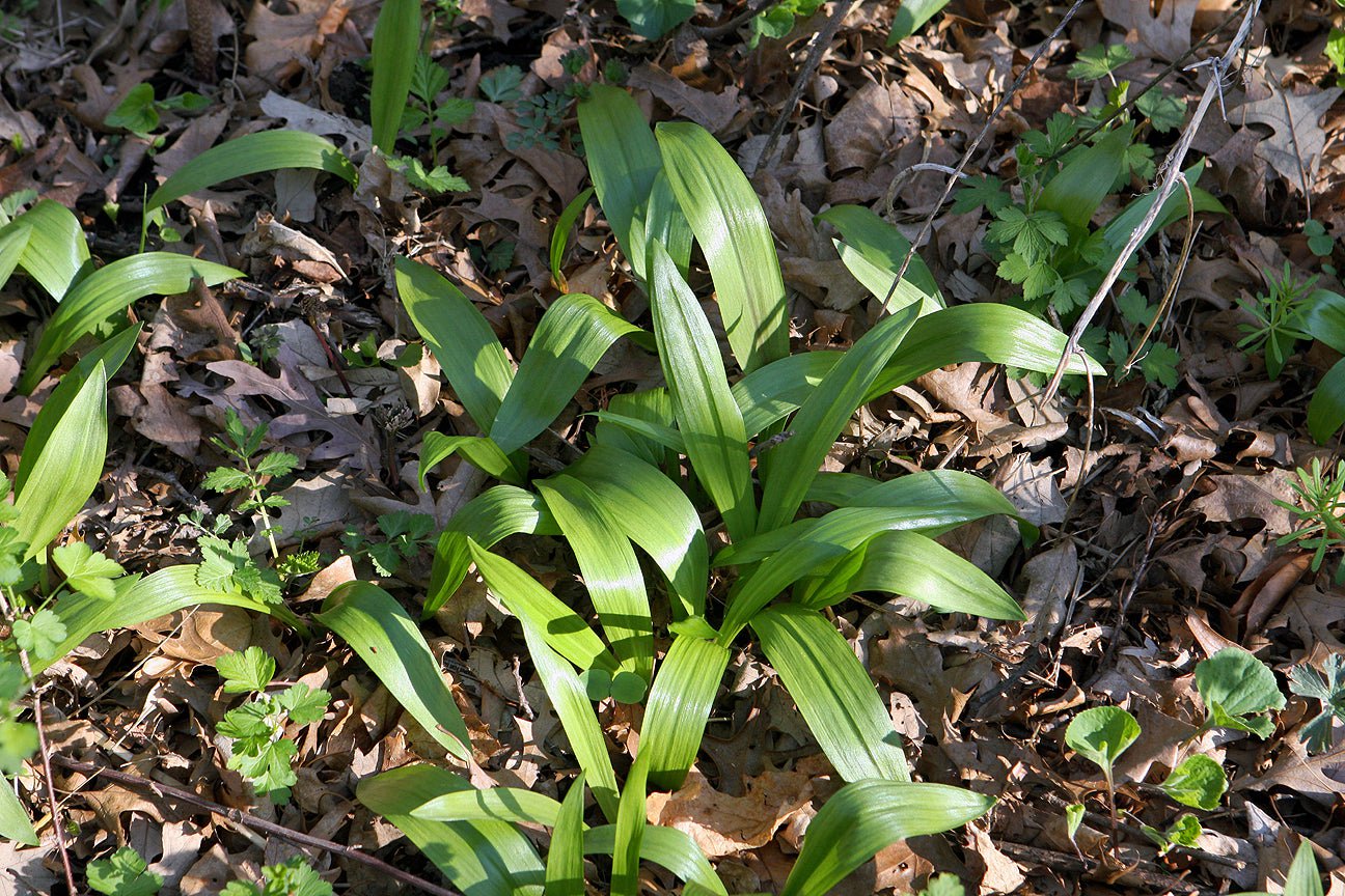 Ramps Seeds - Sow True Seed