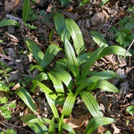 Ramps Seeds - Sow True Seed