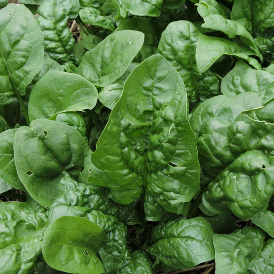 Spinach Seeds - Winter Giant | Sow True Seed