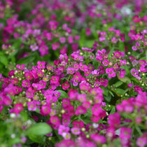 Sweet Alyssum Seeds - Painted Carpet Mix - Sow True Seed