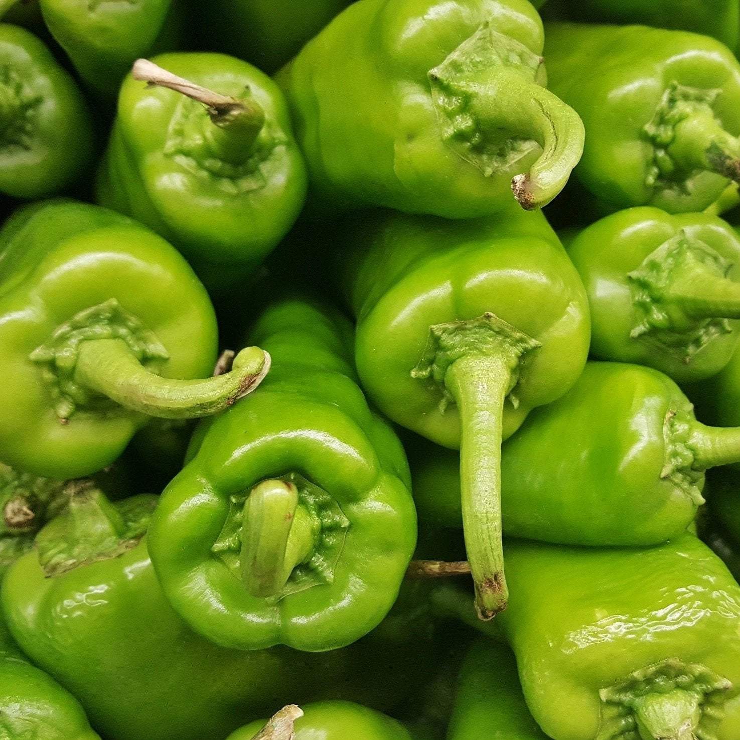 Hot Pepper - Anaheim Chili, ORGANIC - Sow True Seed