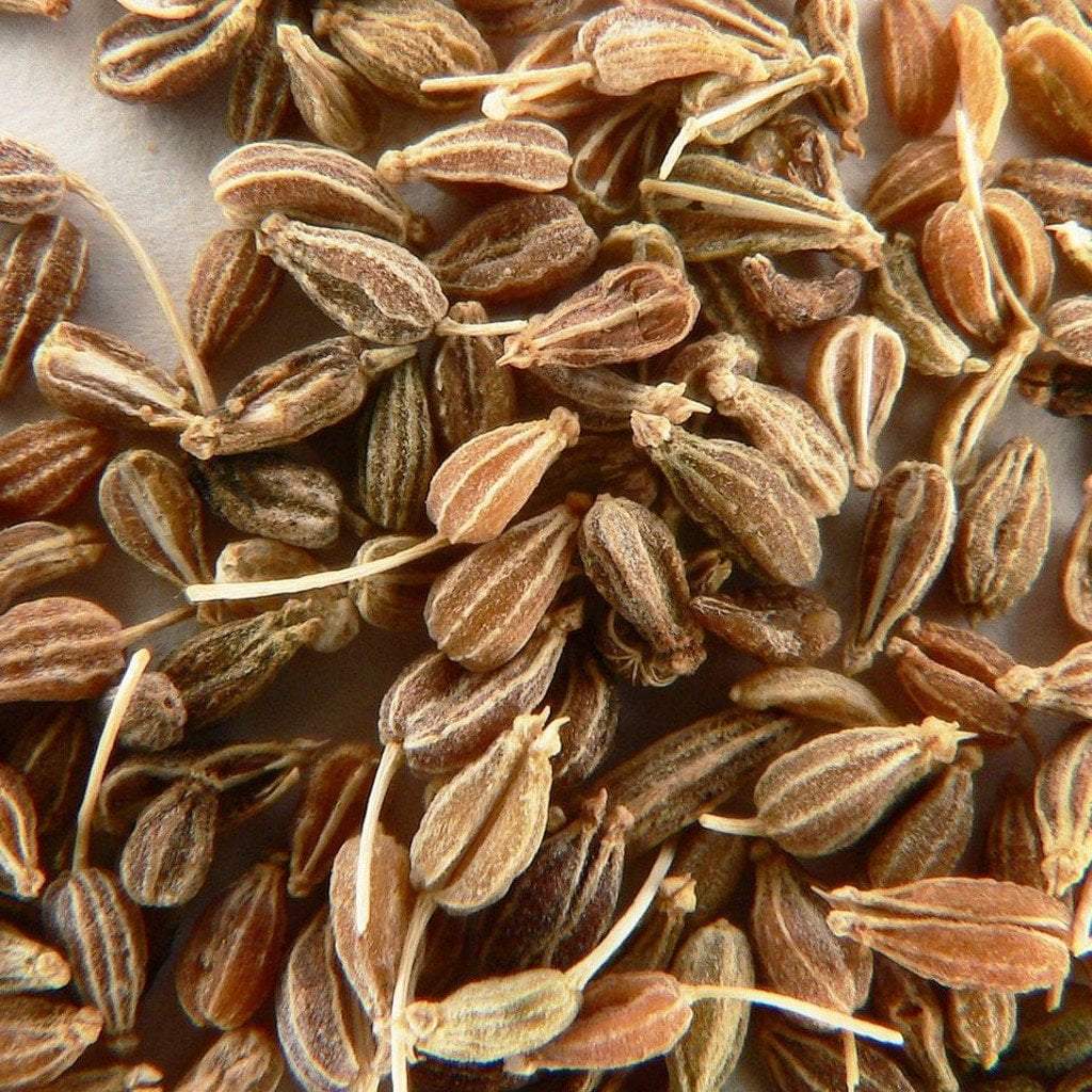 where to buy anise seeds for planting Anise Seeds