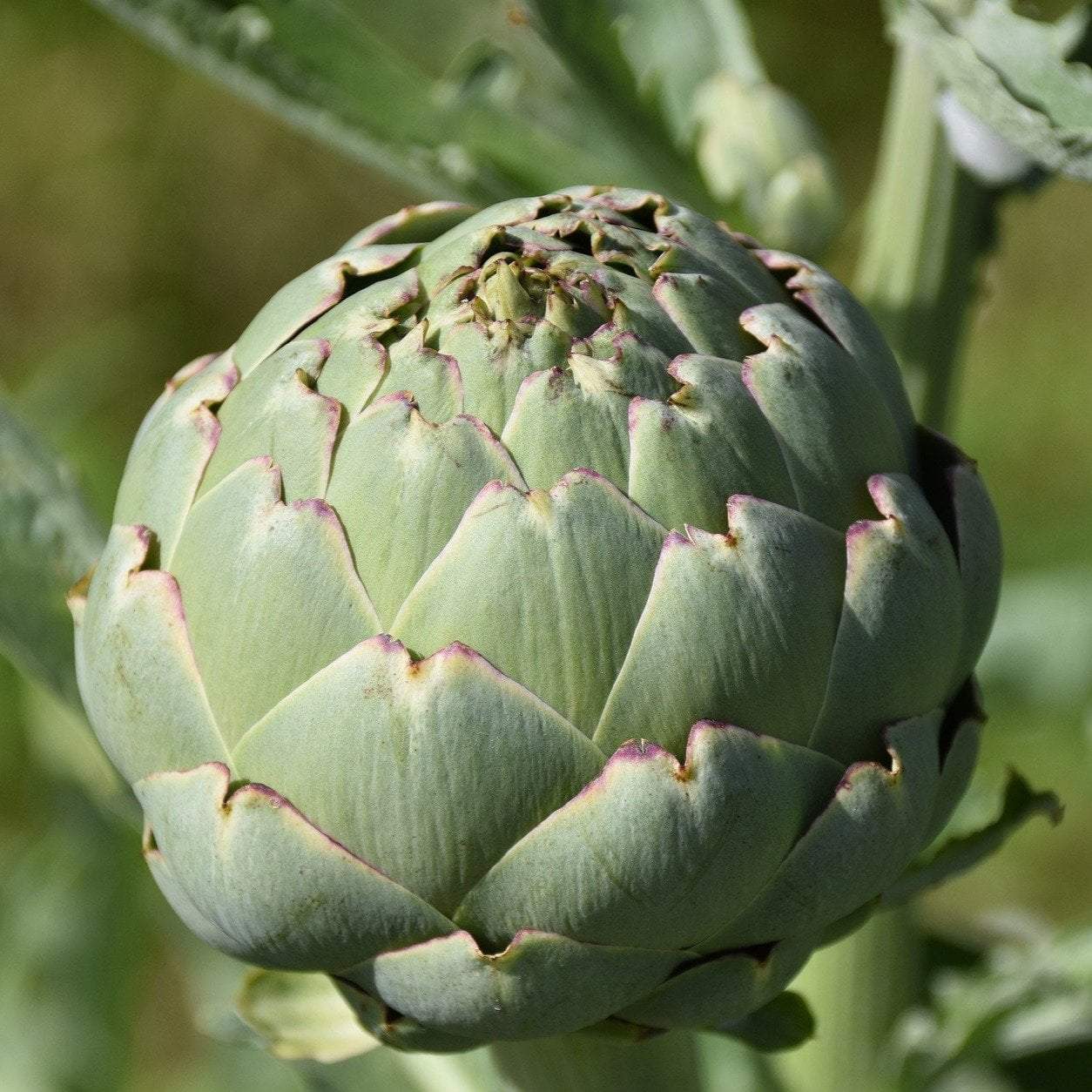 Artichoke Seeds - Green Globe - Sow True Seed