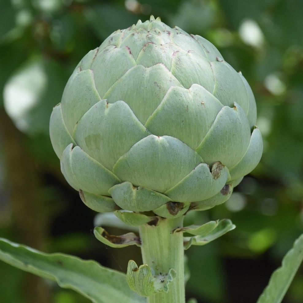 Artichoke Seeds - Green Globe - Sow True Seed