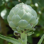 Artichoke Seeds - Green Globe - Sow True Seed