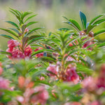 Impatiens Seeds - Tom Thumb Mix - Sow True Seed