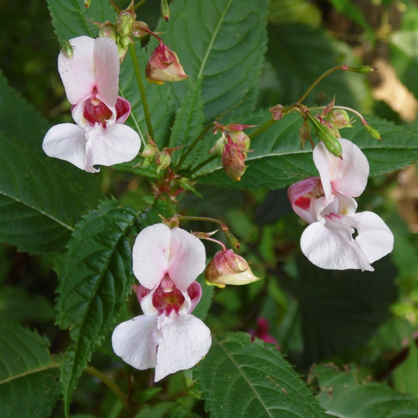 Impatiens Seeds - Tom Thumb Mix - Sow True Seed