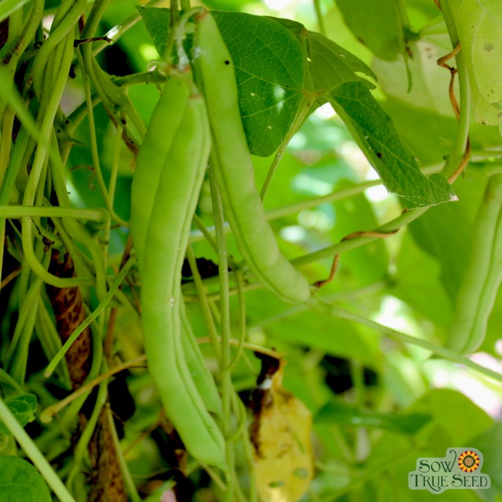 Pole Bean Seeds Mountaineer White Half Runner Sow True Seed