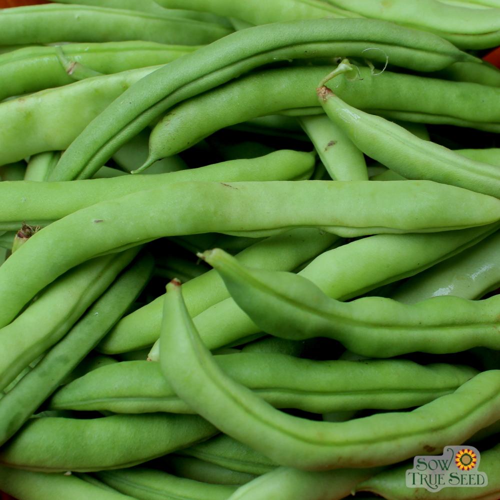 Pole Bean Seeds Mountaineer White Half Runner Sow True Seed